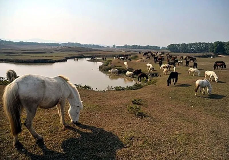 nuôi ngựa đua
